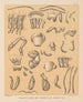 Die Fauna der Höhlen Nordamerikas Pl 07 - Alpheus Spring Packard — Ansicht des Kunstwerks