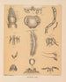 Die Fauna der Höhlen Nordamerikas Pl 08 - Alpheus Spring Packard — Ansicht des Kunstwerks