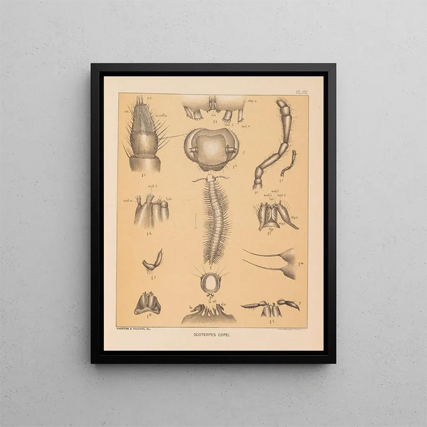 Die Fauna der Höhlen Nordamerikas Pl 08 - Alpheus Spring Packard — gerahmtes Bild an der Wand