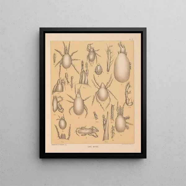 Die Fauna der Höhlen Nordamerikas Pl 10 - Alpheus Spring Packard — gerahmtes Bild an der Wand