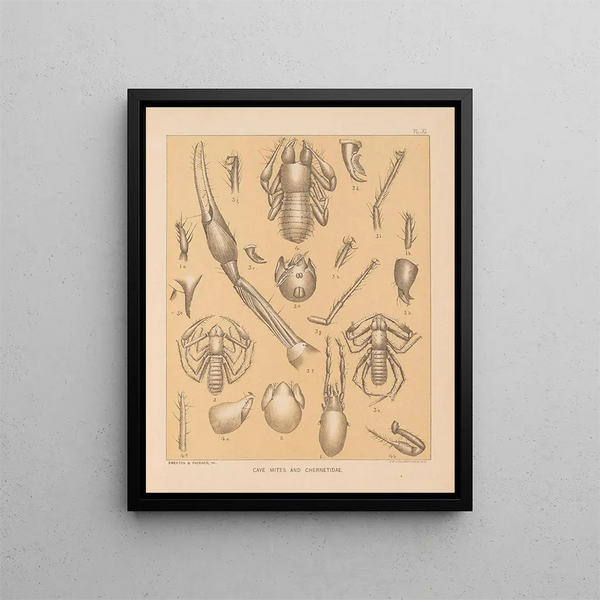 Die Fauna der Höhlen Nordamerikas Pl 11 - Alpheus Spring Packard — gerahmtes Bild an der Wand