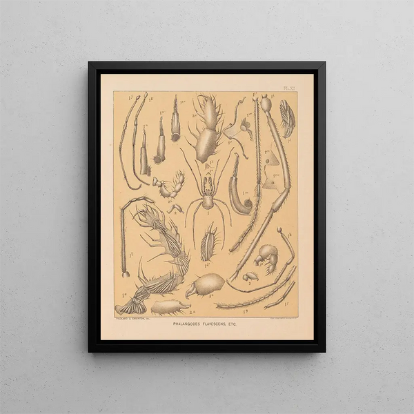 Die Fauna der Höhlen Nordamerikas Pl 12 - Alpheus Spring Packard — gerahmtes Bild an der Wand