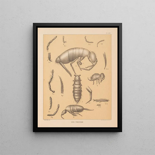 Alpheus Spring Packard - The cave fauna of North America Pl 16.webp