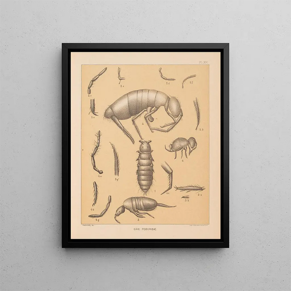 Die Fauna der Höhlen Nordamerikas Pl 16 - Alpheus Spring Packard — gerahmtes Bild an der Wand