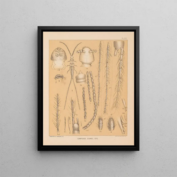 Die Fauna der Höhlen Nordamerikas Pl 17 - Alpheus Spring Packard — gerahmtes Bild an der Wand