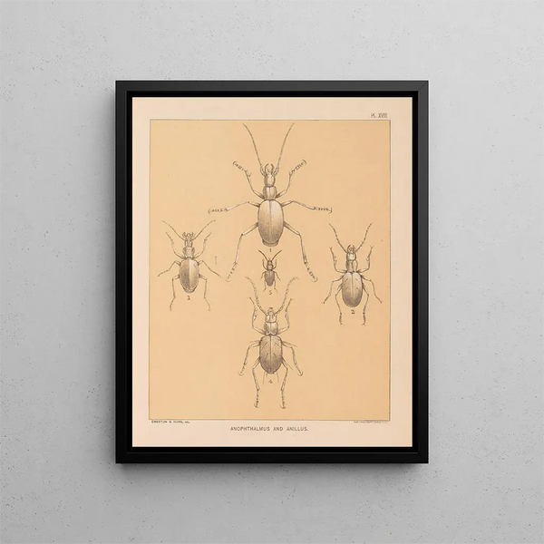 Die Fauna der Höhlen Nordamerikas Pl 18 - Alpheus Spring Packard — gerahmtes Bild an der Wand