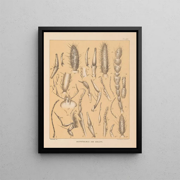 Die Fauna der Höhlen Nordamerikas Pl 19 - Alpheus Spring Packard — gerahmtes Bild an der Wand
