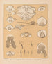 Die Fauna der Höhlen Nordamerikas Pl 23 - Alpheus Spring Packard — Ansicht des Kunstwerks