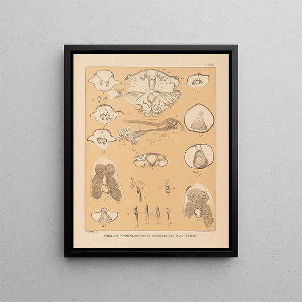 Die Fauna der Höhlen Nordamerikas Pl 23 - Alpheus Spring Packard — gerahmtes Bild an der Wand