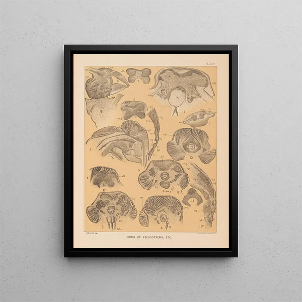 Die Fauna der Höhlen Nordamerikas Pl 24 - Alpheus Spring Packard — gerahmtes Bild an der Wand