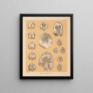 Alpheus Spring Packard - The cave fauna of North America Pl 26.webp