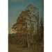 Furuer Levanger - Amaldus Nielsen — gerahmtes Bild an der Wand