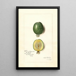 Amanda Almira Newton - Acca sellowiana.webp