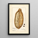 Reproduktion des Gemäldes Adansonia digitata - Amanda Almira Newton