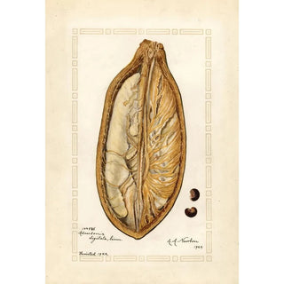 Amanda Almira Newton - Adansonia digitata.webp