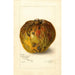 Annona reticulata - Amanda Almira Newton — Ansicht des Kunstwerks