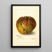 Annona reticulata - Amanda Almira Newton — gerahmtes Bild an der Wand