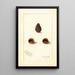 Arachis - Amanda Almira Newton — gerahmtes Bild an der Wand