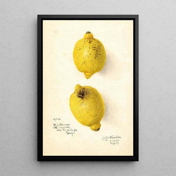 Citrus aurantiifolia - Amanda Almira Newton — gerahmtes Bild an der Wand