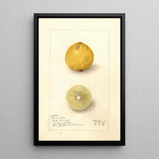 Amanda Almira Newton - Citrus aurantiifolia Giant.webp