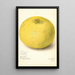 Reproduktion des Gemäldes Citrus grandis 11668 Large - Amanda Almira Newton