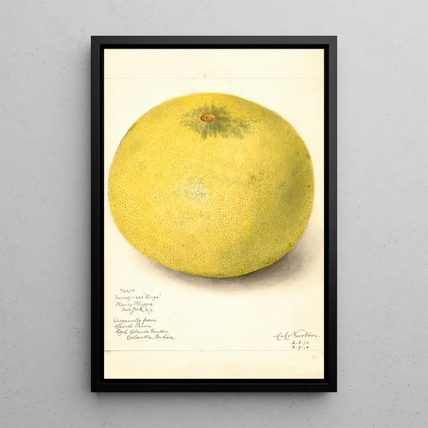 Reproduktion des Gemäldes Citrus grandis 11668 Large - Amanda Almira Newton