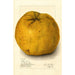 Citrus grandis Alamoen - Amanda Almira Newton — Ansicht des Kunstwerks