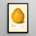 Reproduktion des Gemäldes Citrus grandis Chinese - Amanda Almira Newton