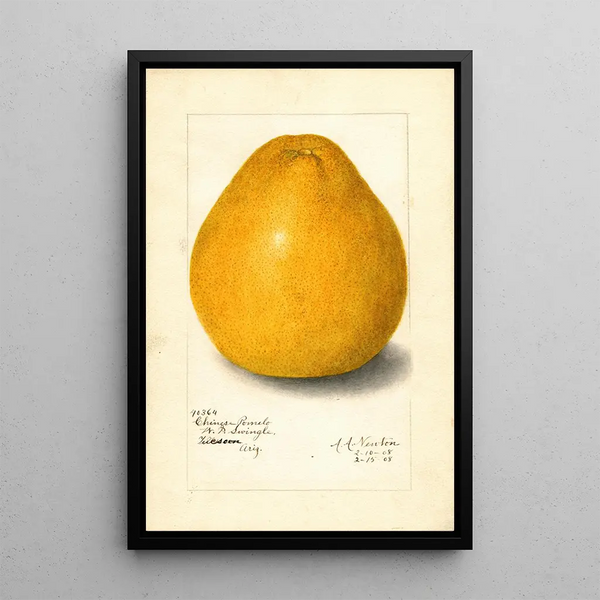 Reproduktion des Gemäldes Citrus grandis Chinese - Amanda Almira Newton