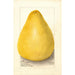 Citrus grandis Chinese Shaddock - Amanda Almira Newton — Ansicht des Kunstwerks