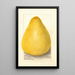 Citrus grandis Chinese Shaddock - Amanda Almira Newton — gerahmtes Bild an der Wand
