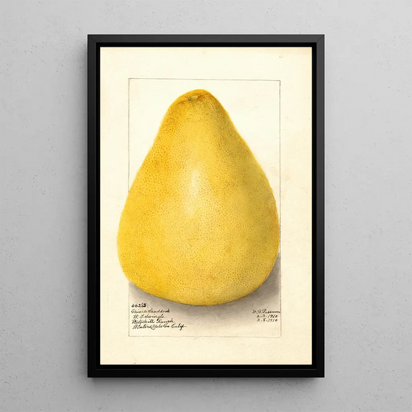 Citrus grandis Chinese Shaddock - Amanda Almira Newton — gerahmtes Bild an der Wand