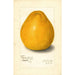 Reproduktion des Gemäldes Citrus grandis Chinese - Amanda Almira Newton