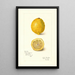Reproduktion des Gemäldes Citrus limon - Amanda Almira Newton