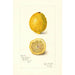 Reproduktion des Gemäldes Citrus limon - Amanda Almira Newton