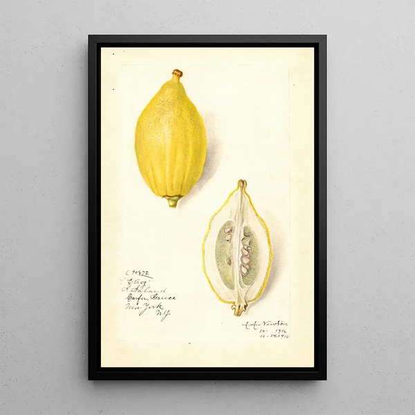 Reproduktion des Gemäldes Citrus limon Etrog - Amanda Almira Newton