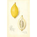 Reproduktion des Gemäldes Citrus limon Etrog - Amanda Almira Newton