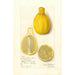 Citrus limon Lisbon - Amanda Almira Newton — Ansicht des Kunstwerks