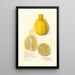 Citrus limon Lisbon - Amanda Almira Newton — gerahmtes Bild an der Wand