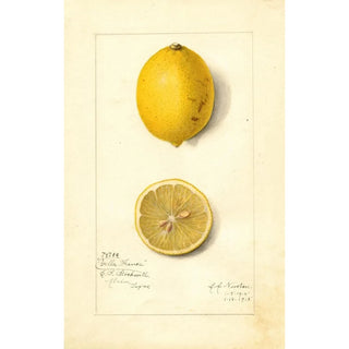 Amanda Almira Newton - Citrus limon Villa France.webp