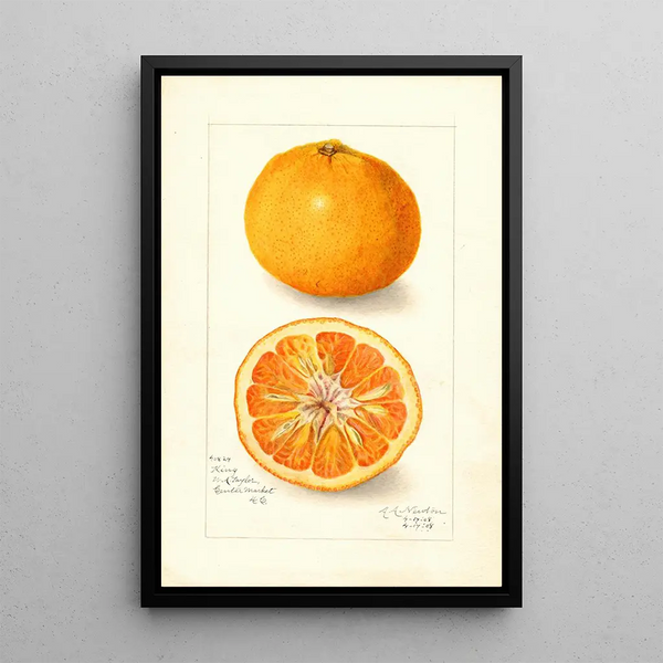 Reproduktion des Gemäldes Citrus nobilis King - Amanda Almira Newton