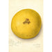 Citrus paradisi - Amanda Almira Newton — Ansicht des Kunstwerks