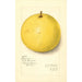 Citrus paradisi Inman - Amanda Almira Newton — Ansicht des Kunstwerks
