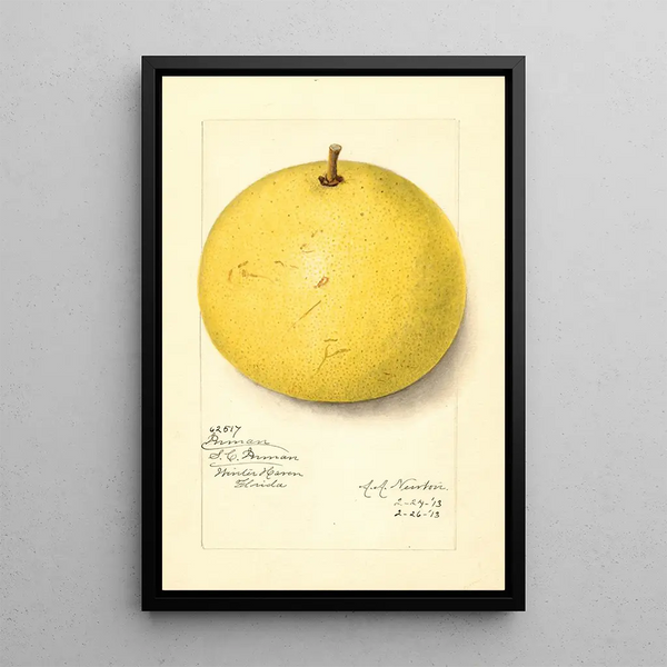 Citrus paradisi Inman - Amanda Almira Newton — gerahmtes Bild an der Wand