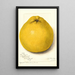 Reproduktion des Gemäldes Citrus paradisi Marsh Seedless - Amanda Almira Newton
