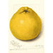 Reproduktion des Gemäldes Citrus paradisi Marsh Seedless - Amanda Almira Newton