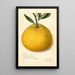 Citrus paradisi Natsumikan - Amanda Almira Newton — gerahmtes Bild an der Wand