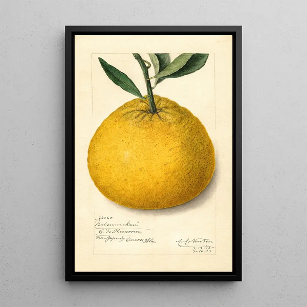 Citrus paradisi Natsumikan - Amanda Almira Newton — gerahmtes Bild an der Wand