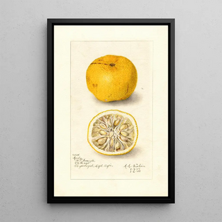 Amanda Almira Newton - Citrus sinensis Acida.webp