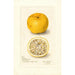 Reproduktion des Gemäldes Citrus sinensis Acida - Amanda Almira Newton